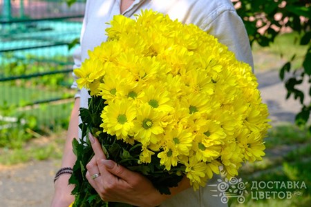 Букет из 15 хризантем "Желтые кустовые хризантемы"